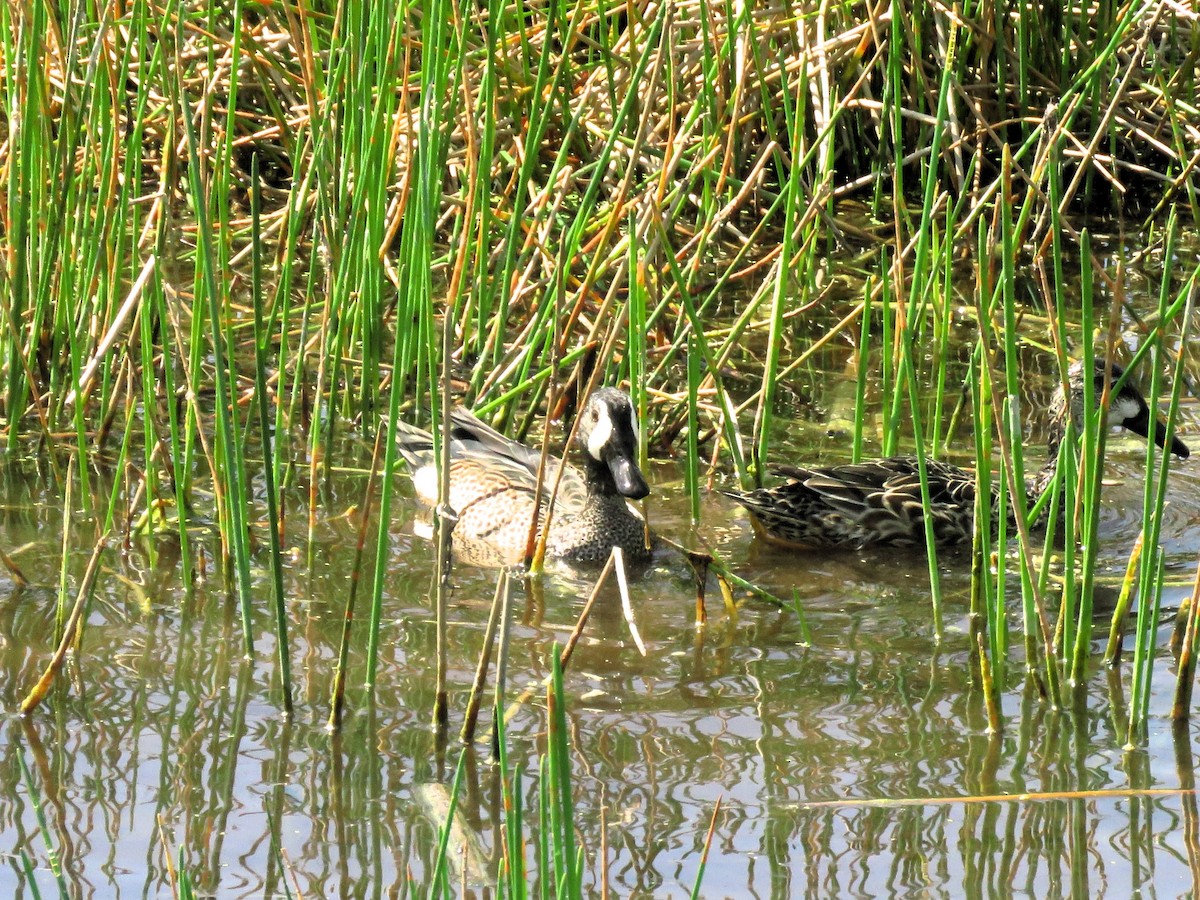 Blue-winged Teal - John Fagan