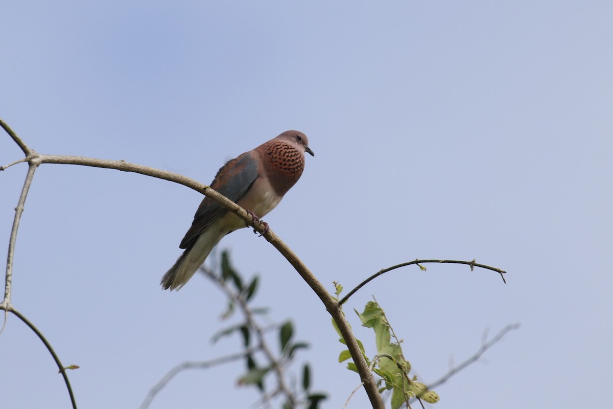 Laughing Dove - ML616215720