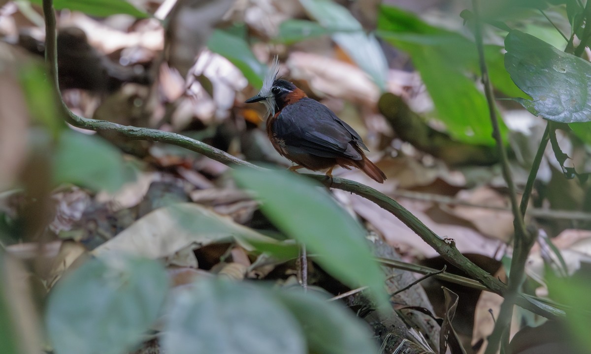 White-plumed Antbird - ML616215733