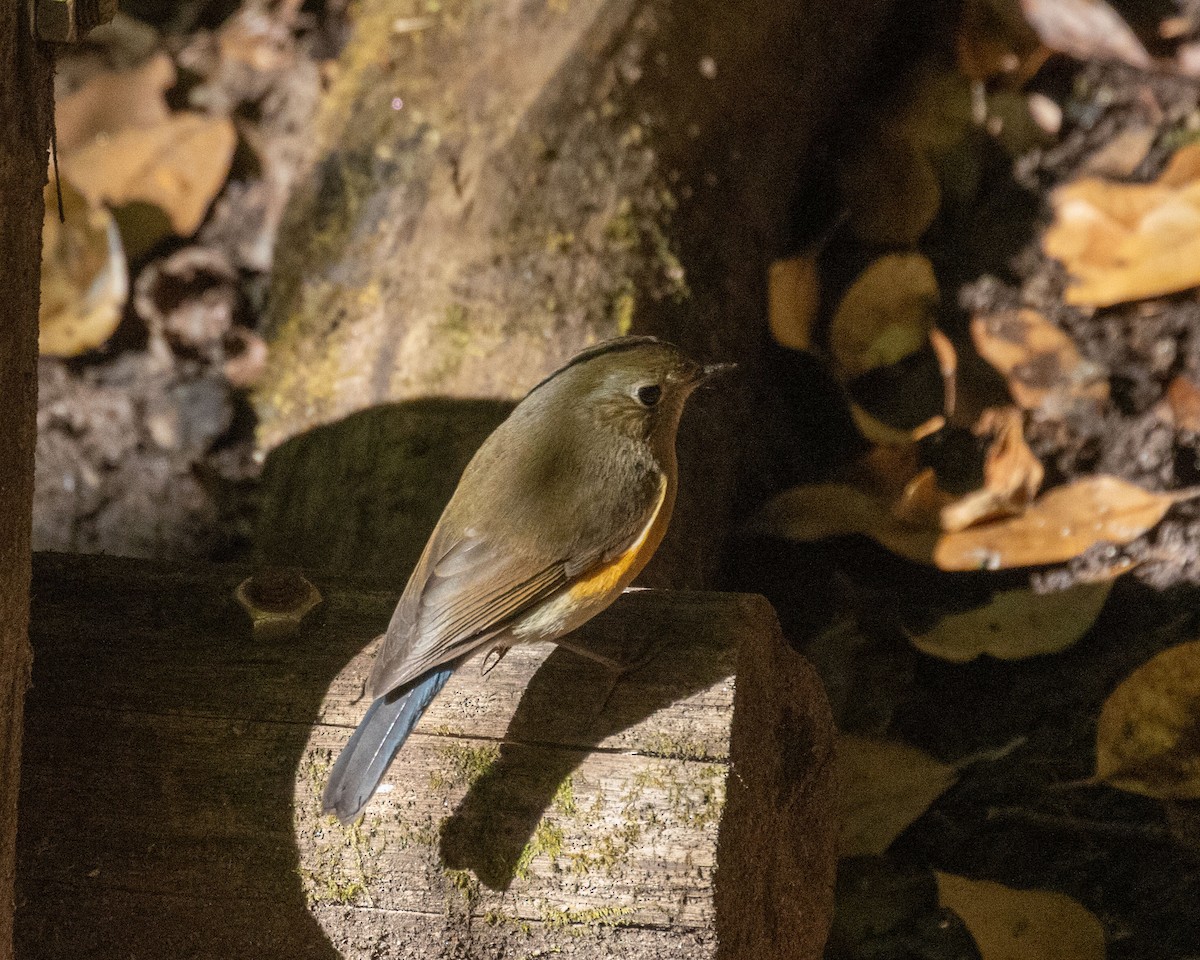 Red-flanked/Himalayan Bluetail - ML616215758