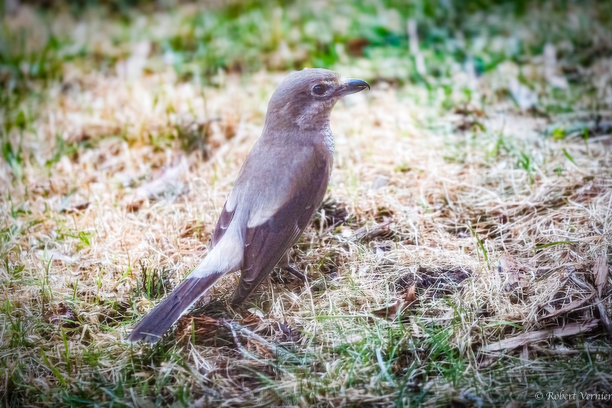 Northern Shrike - ML616215778