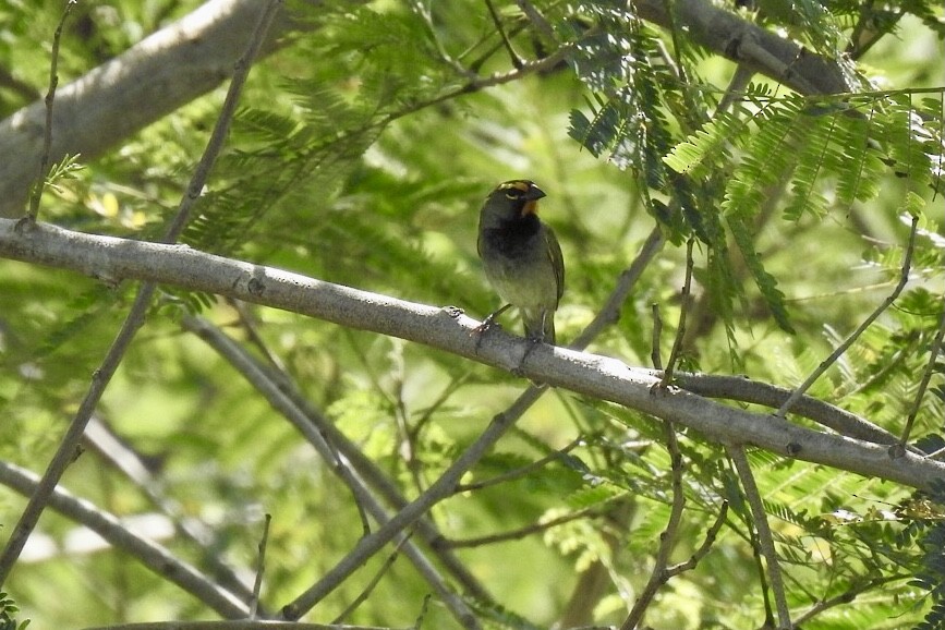Yellow-faced Grassquit - Gloria and Andy Schwabe