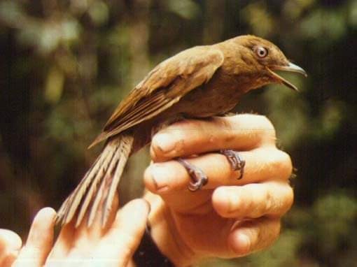 Brown-winged Schiffornis - Yan OTTESEN