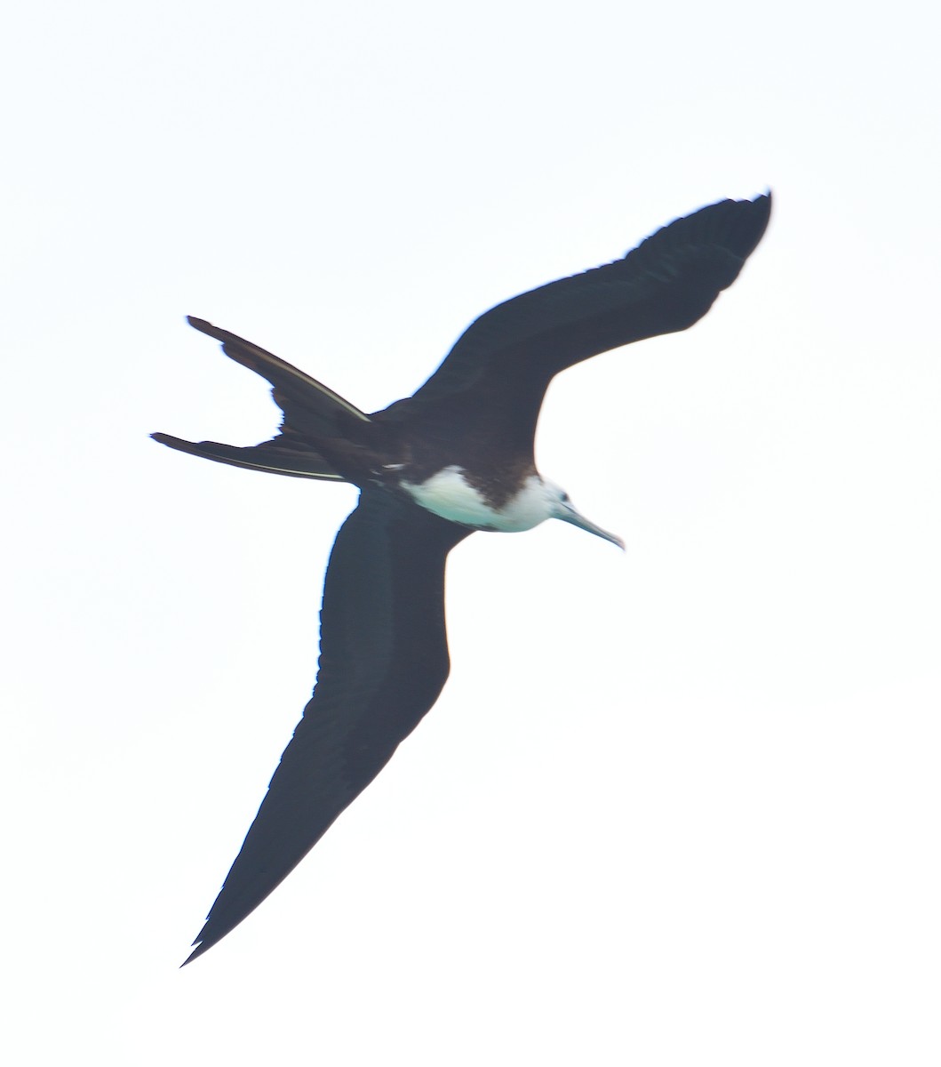 Magnificent Frigatebird - ML616215826