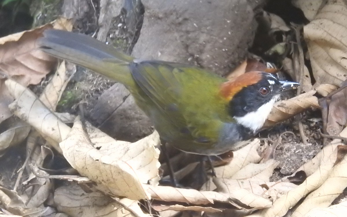 Chestnut-capped Brushfinch - ML616215853