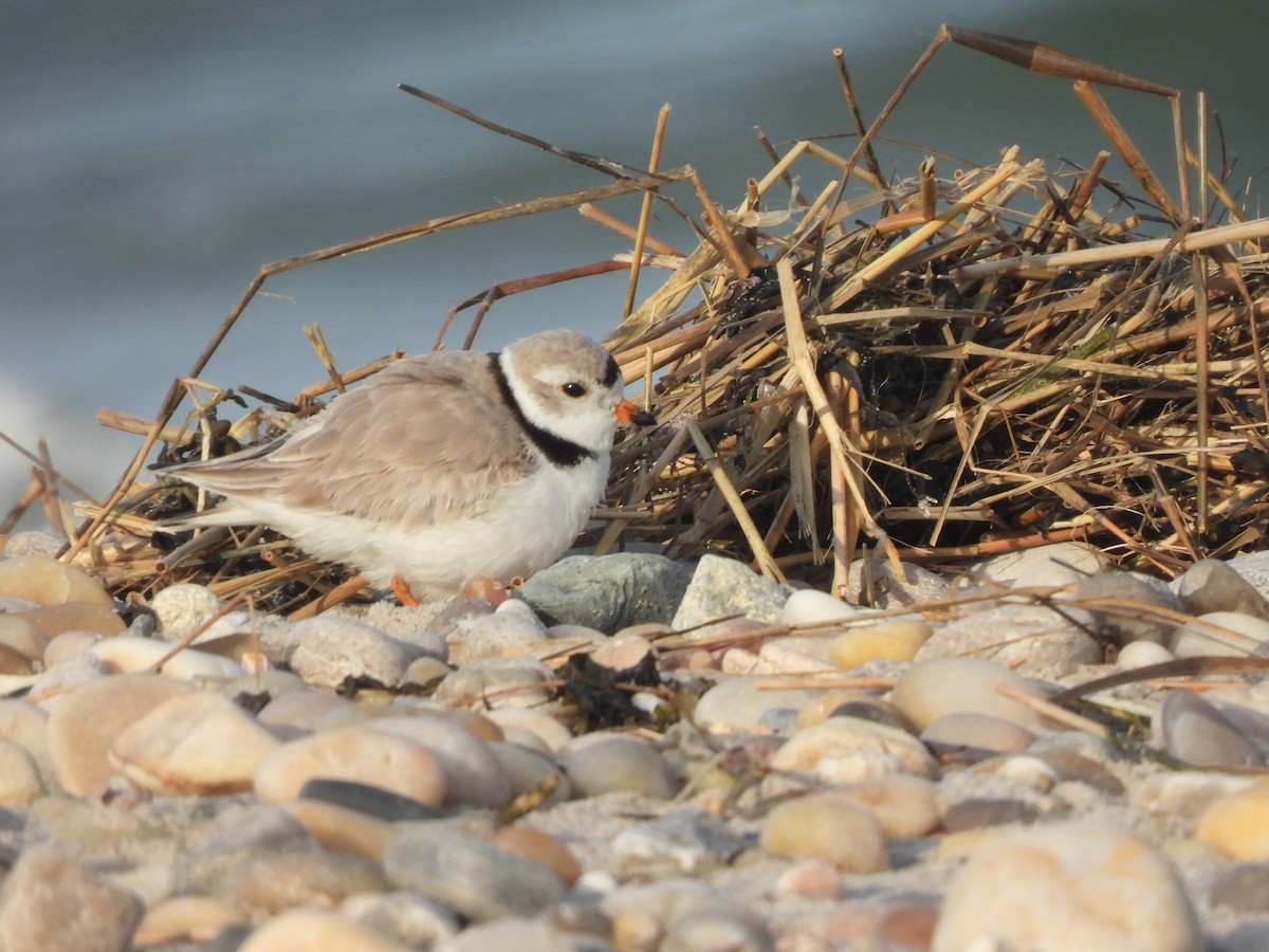 Piping Plover - ML616215920