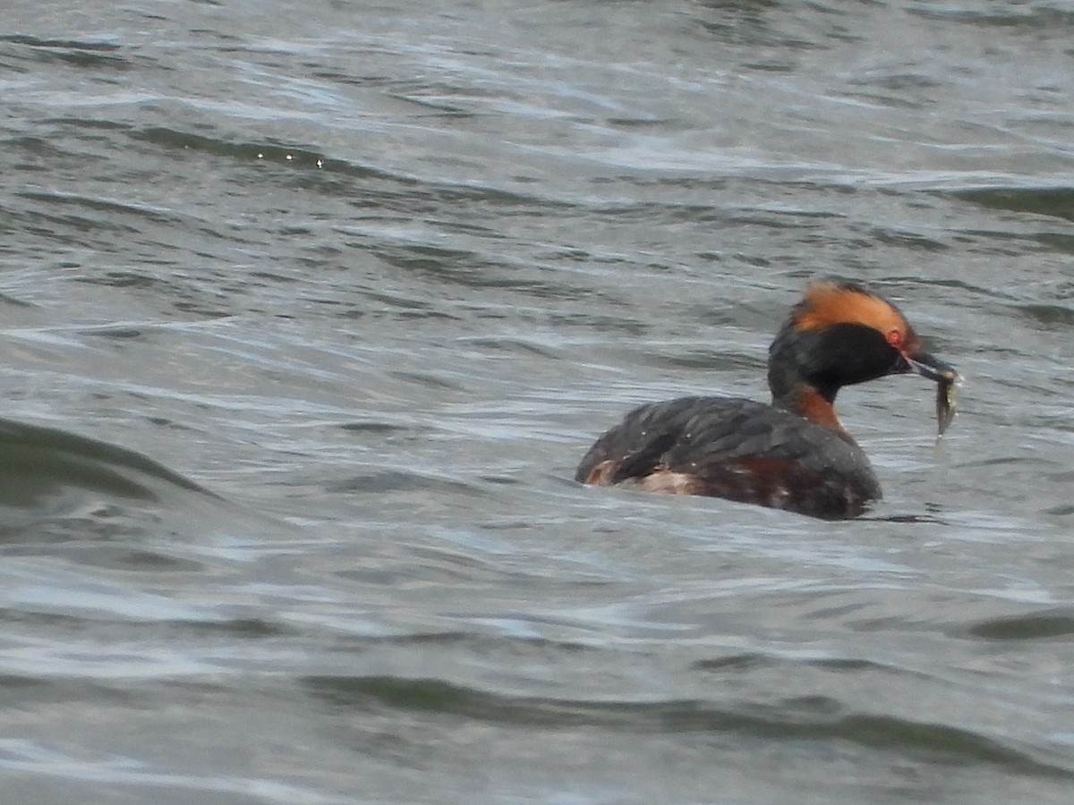 Horned Grebe - ML616215951