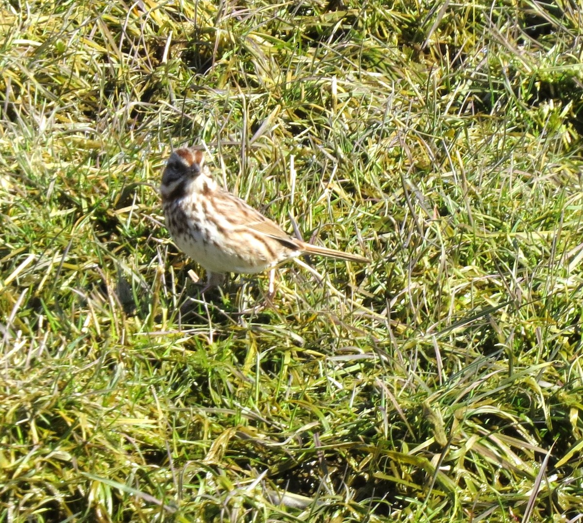 Song Sparrow - ML616216022