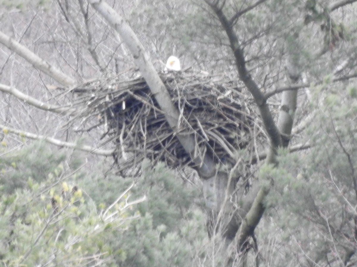 Bald Eagle - ML616216112