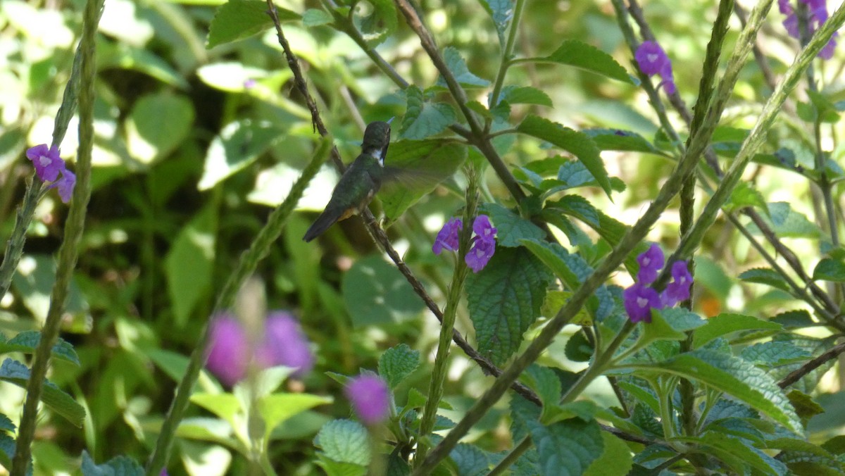 Colibrí Volcanero - ML616216126