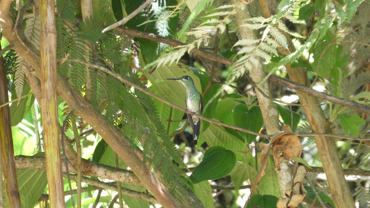 Green-crowned Brilliant - ML616216134