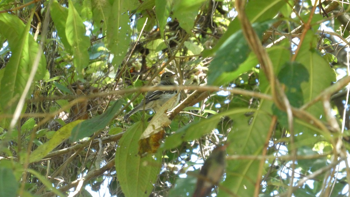 Mountain Elaenia - Mark Burns