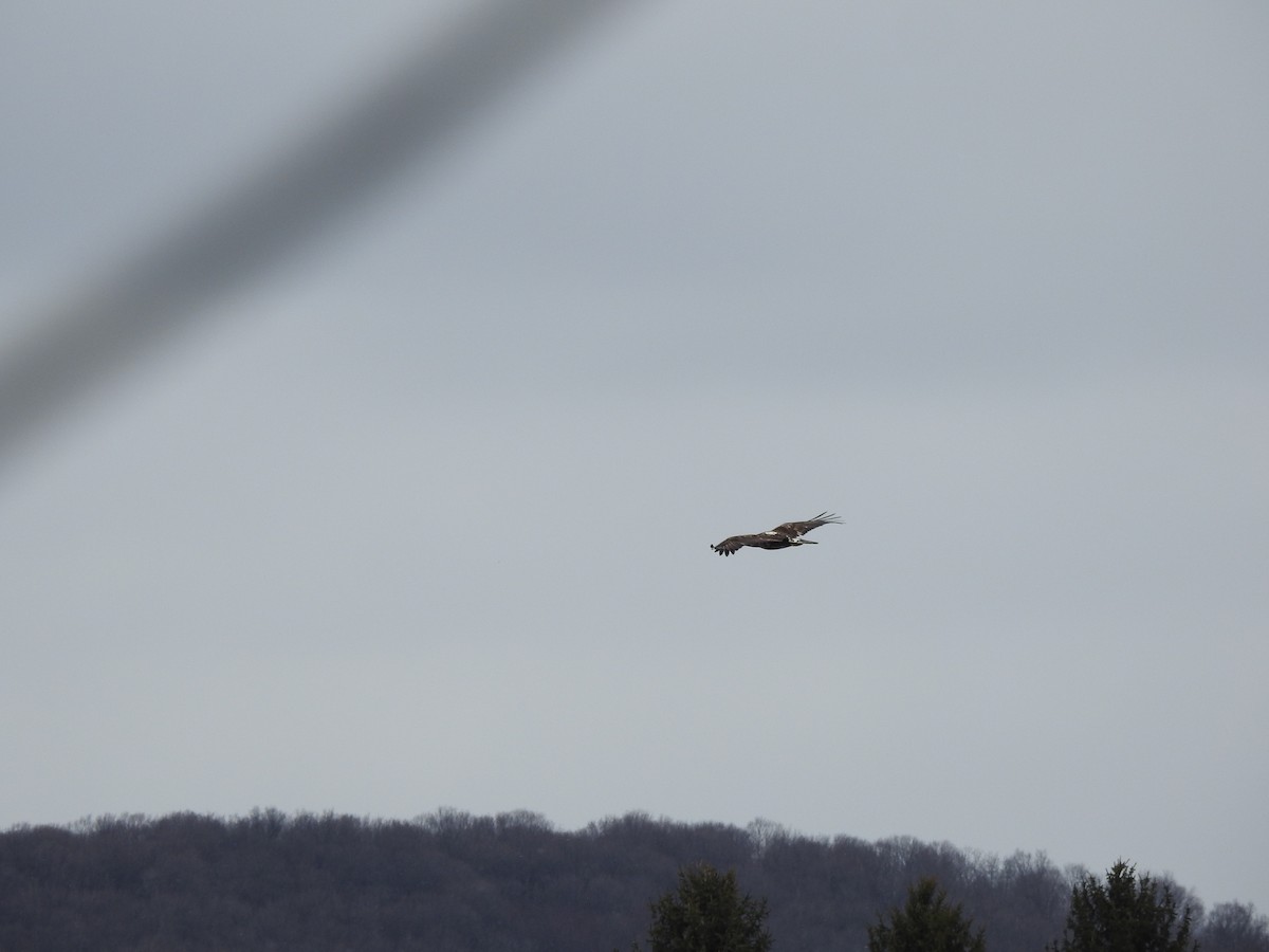 Bald Eagle - ML616216142