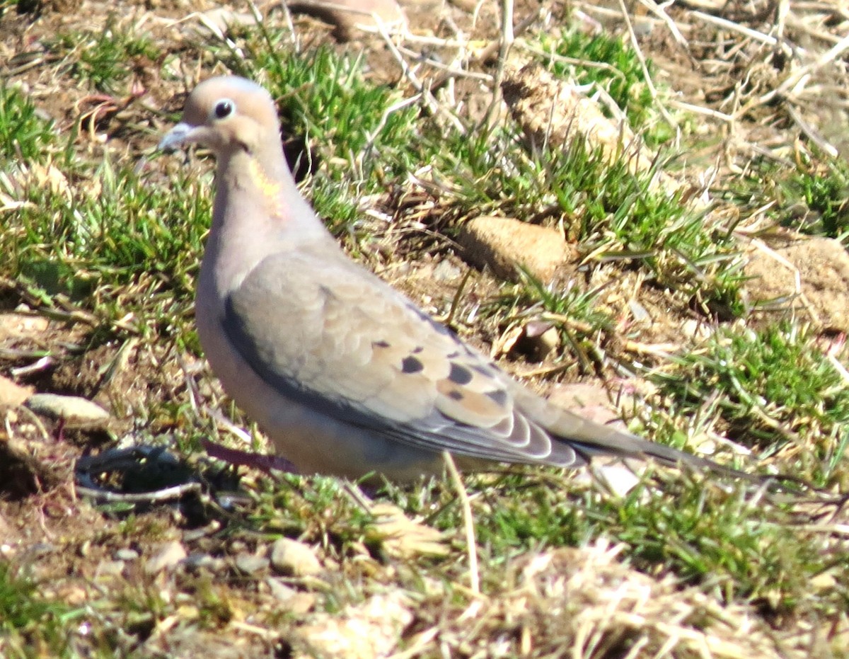 Mourning Dove - ML616216152