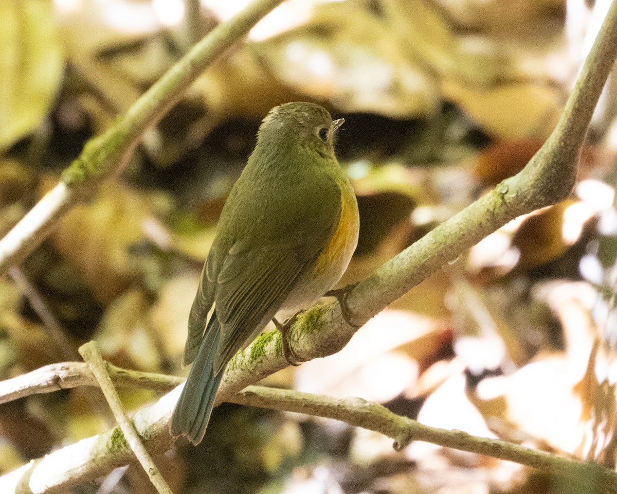 Red-flanked/Himalayan Bluetail - ML616216161
