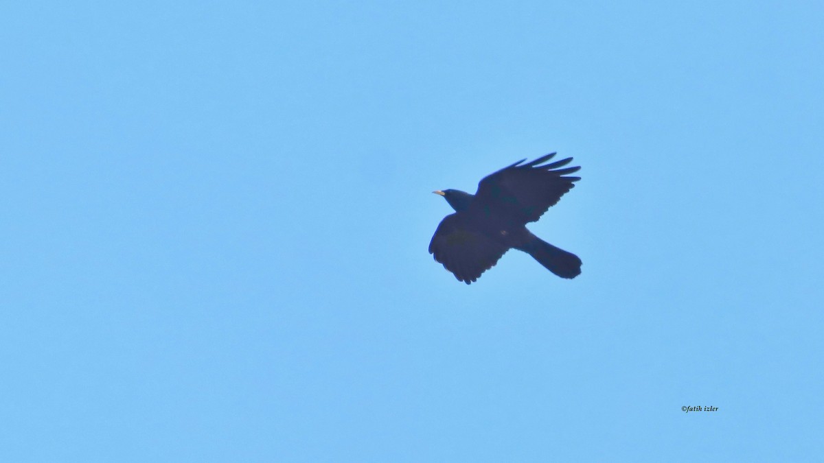 Yellow-billed Chough - ML616216189