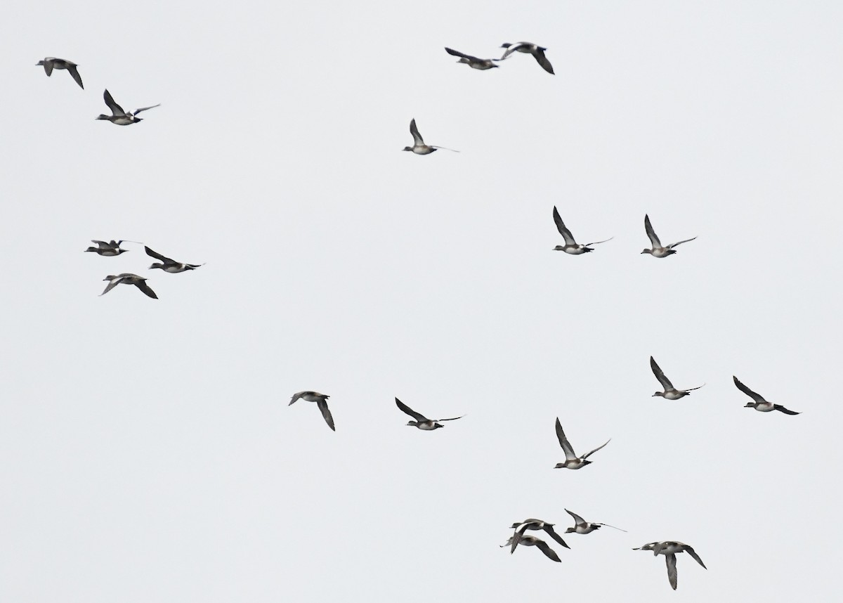 American Wigeon - ML616216216