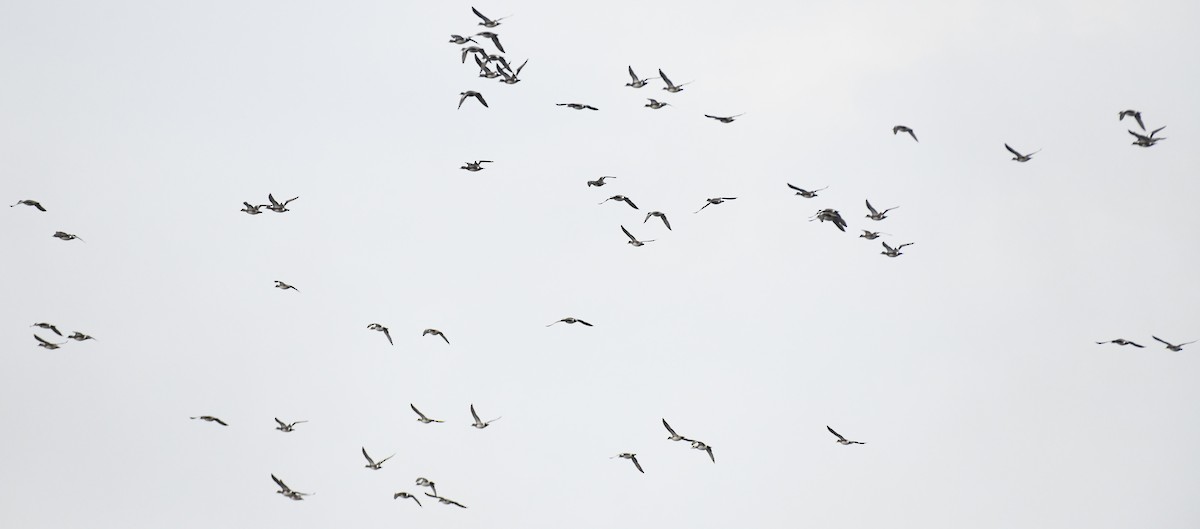 American Wigeon - ML616216217