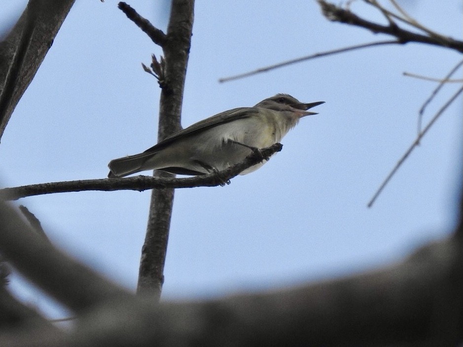 Black-whiskered Vireo - Gloria and Andy Schwabe