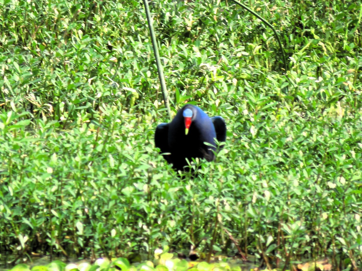 Purple Gallinule - John Fagan