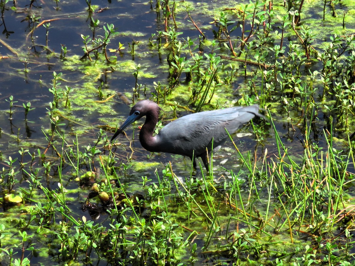 Little Blue Heron - John Fagan