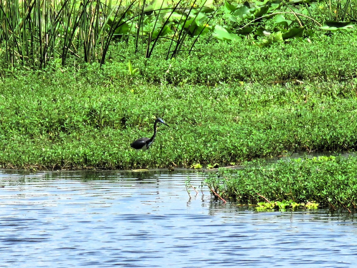 Tricolored Heron - John Fagan