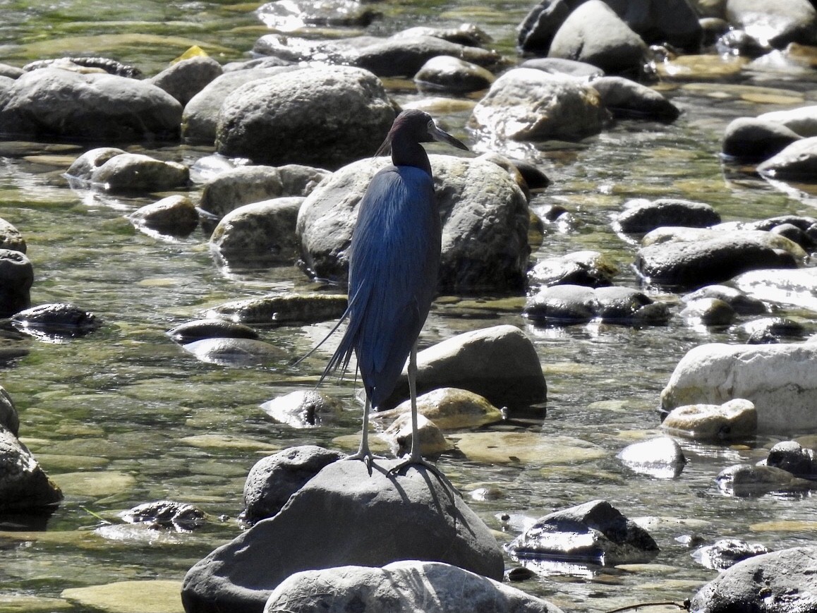 Little Blue Heron - Gloria and Andy Schwabe