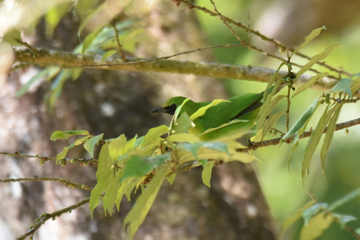 Lesser Green Leafbird - Lukasz Pulawski