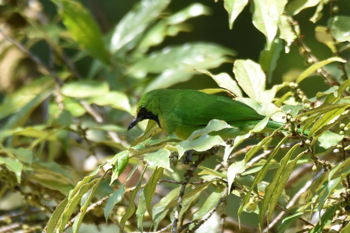 Lesser Green Leafbird - Lukasz Pulawski