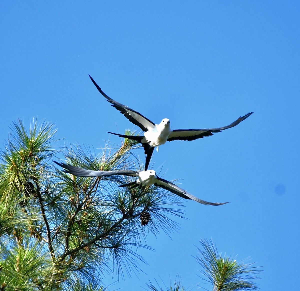 Swallow-tailed Kite - ML616216588