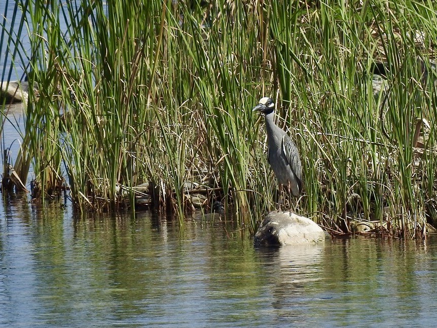 Yellow-crowned Night Heron - Gloria and Andy Schwabe