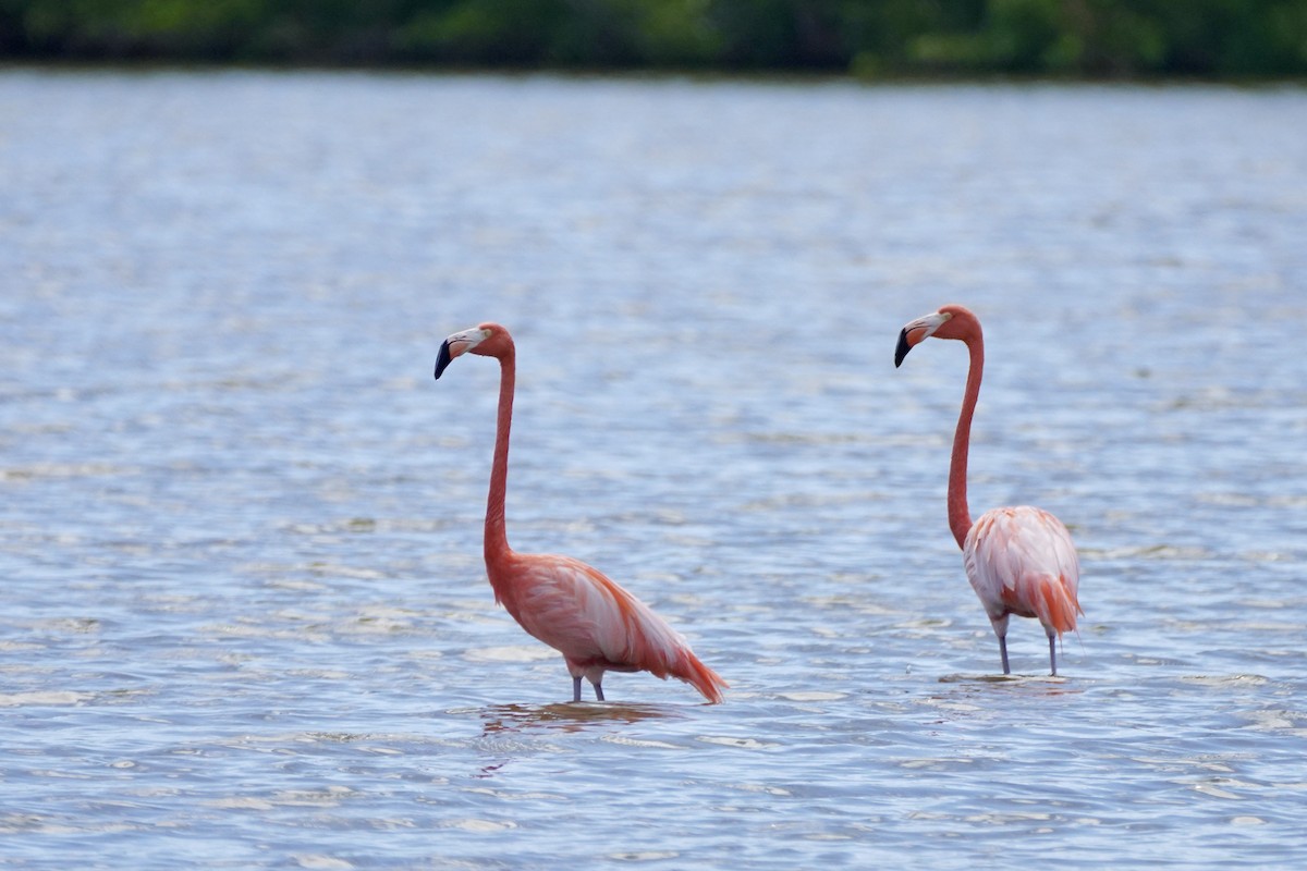 American Flamingo - Charles Morano