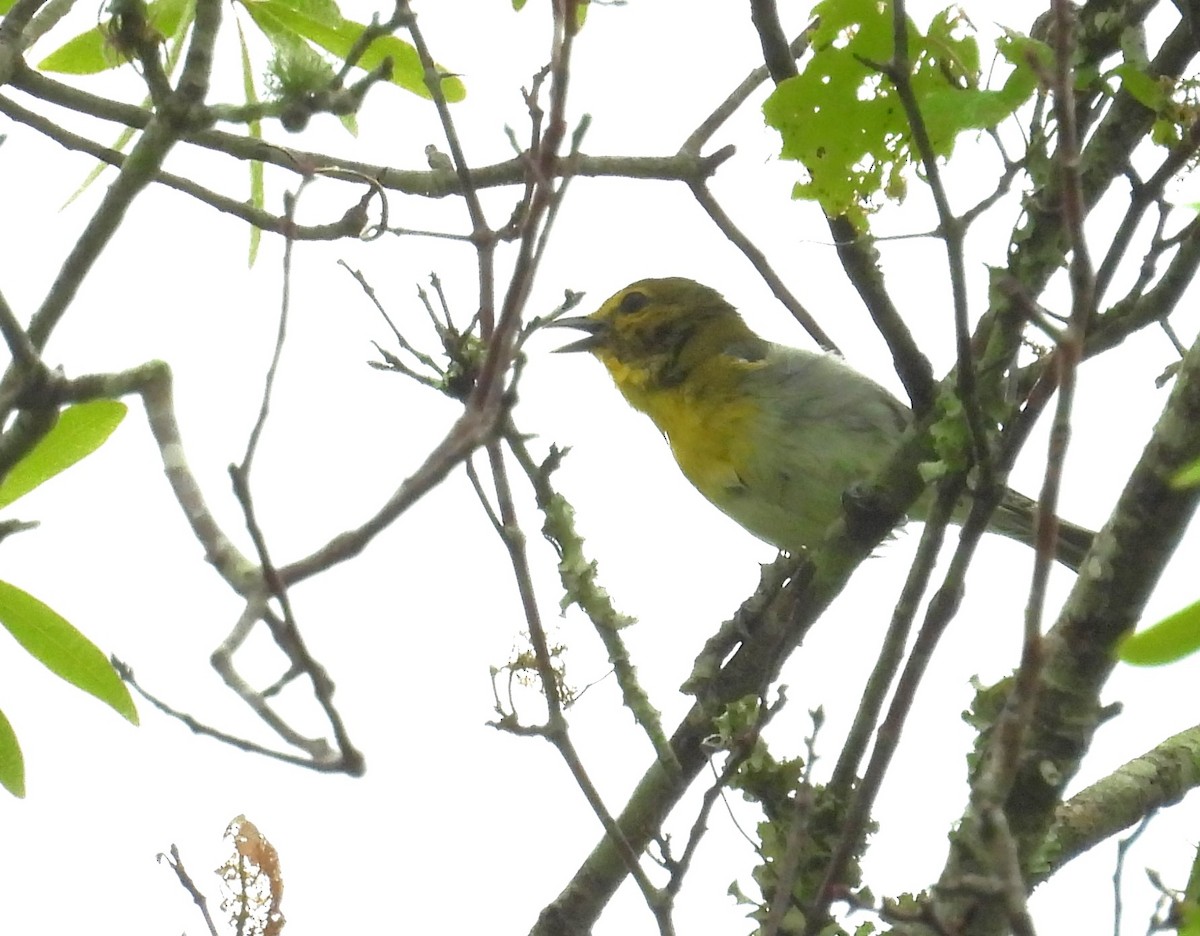 gulbrystvireo - ML616216706