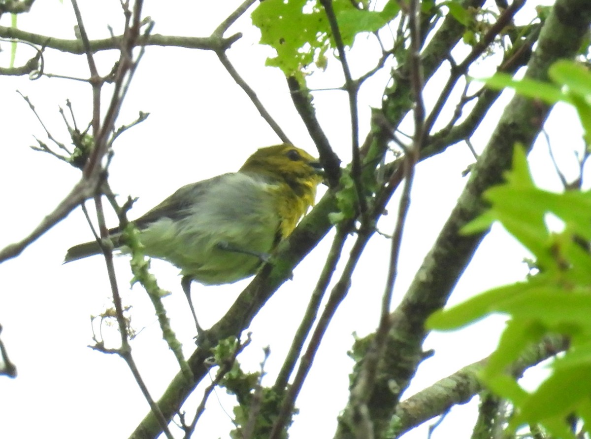 gulbrystvireo - ML616216707