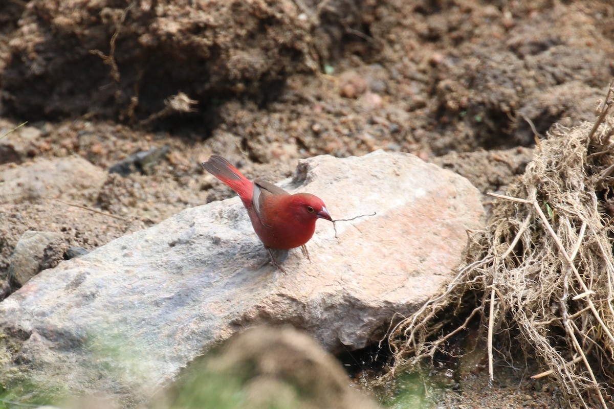 Red-billed Firefinch - ML616216770