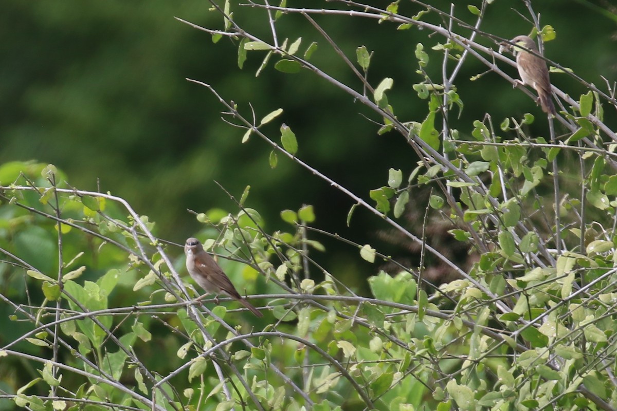 Swahili Sparrow - ML616216874