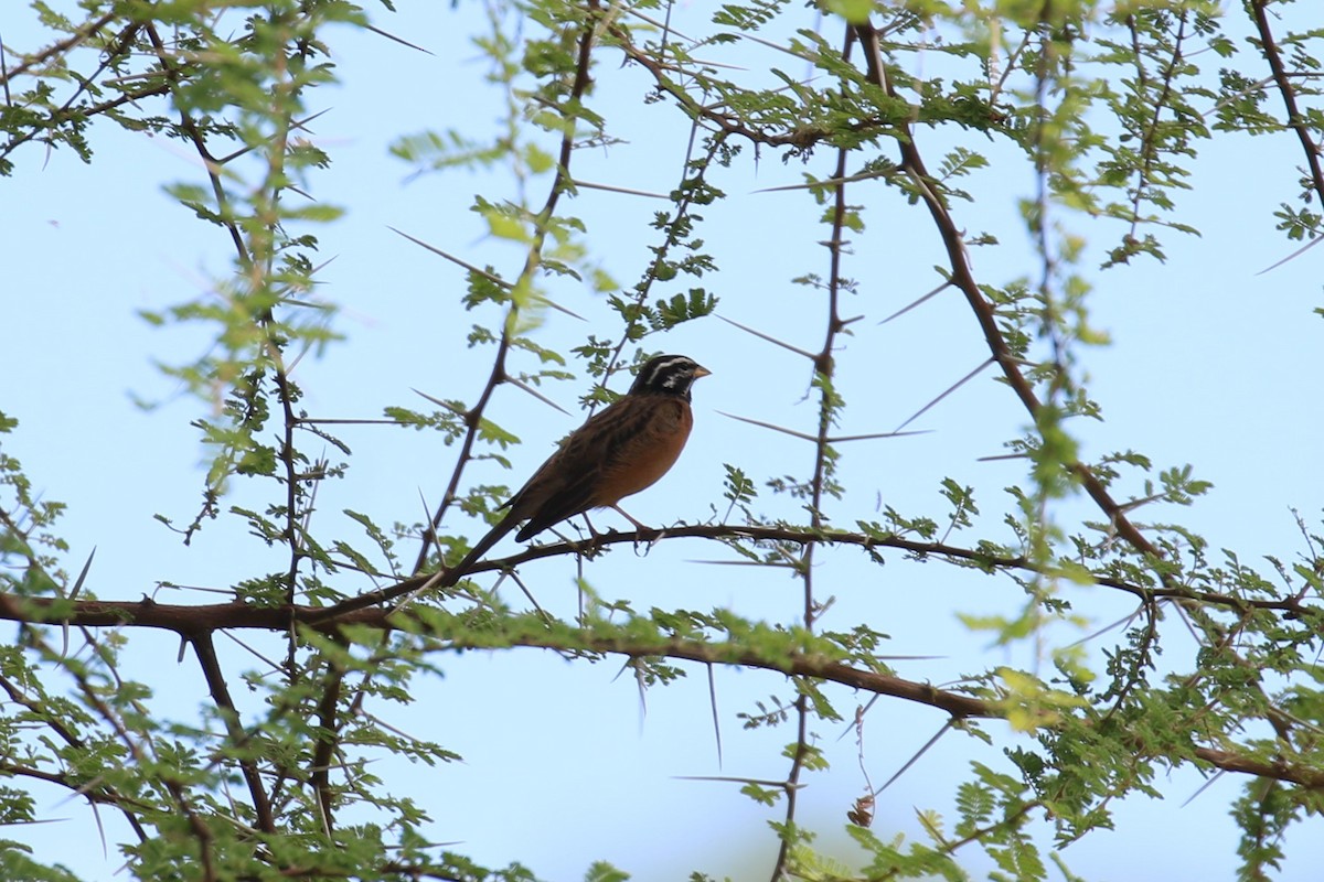 Cinnamon-breasted Bunting - ML616216885