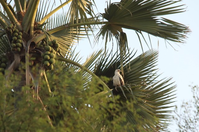 Palm-nut Vulture - ML616216916