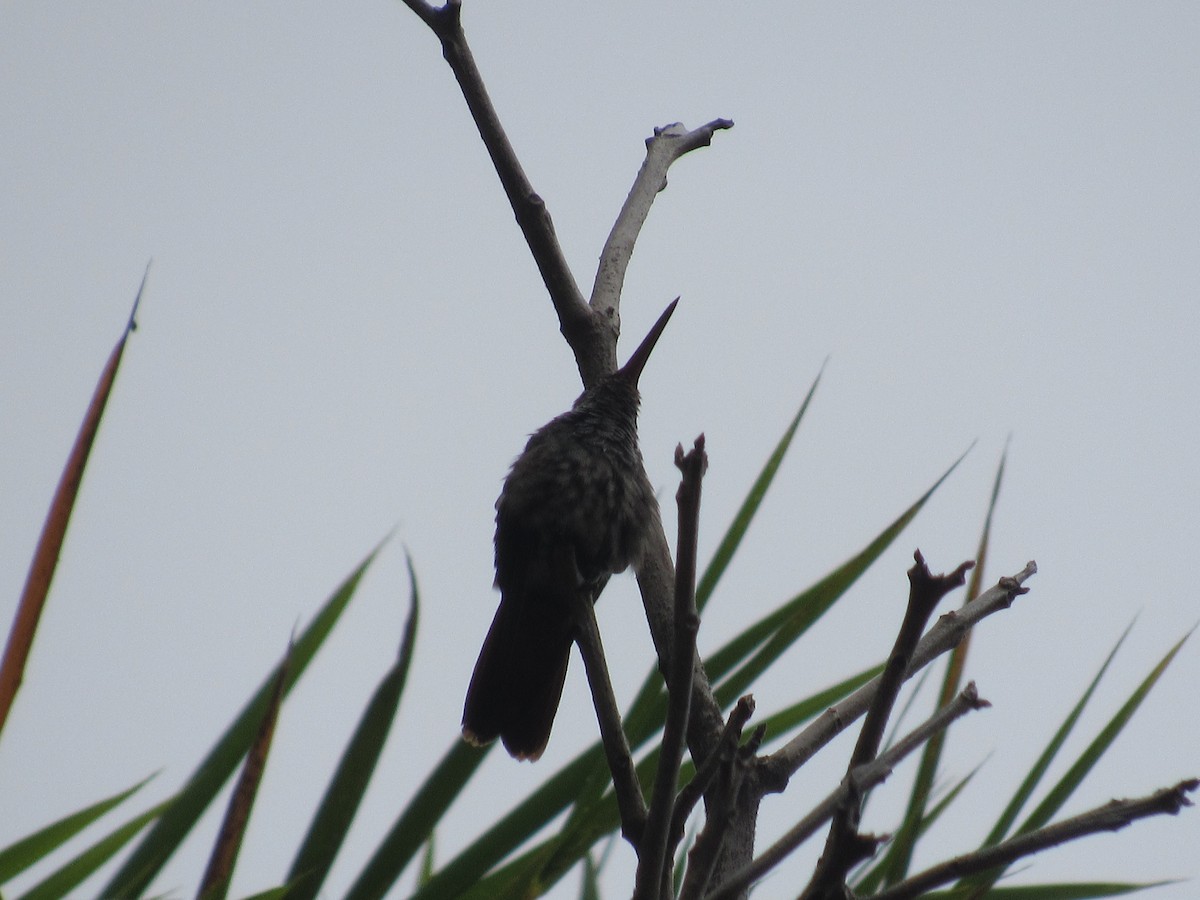 Rufous-tailed Hummingbird - ML616216983