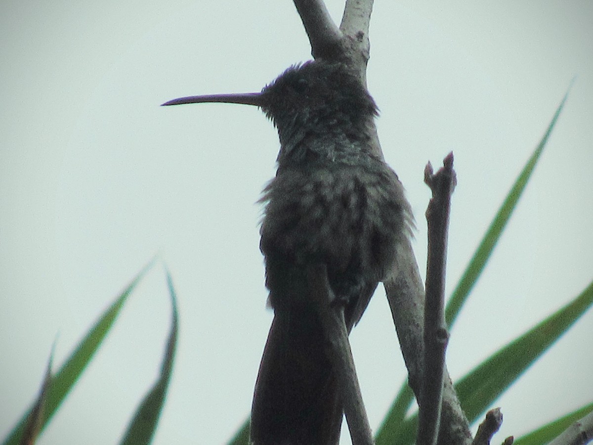 Rufous-tailed Hummingbird - ML616216984