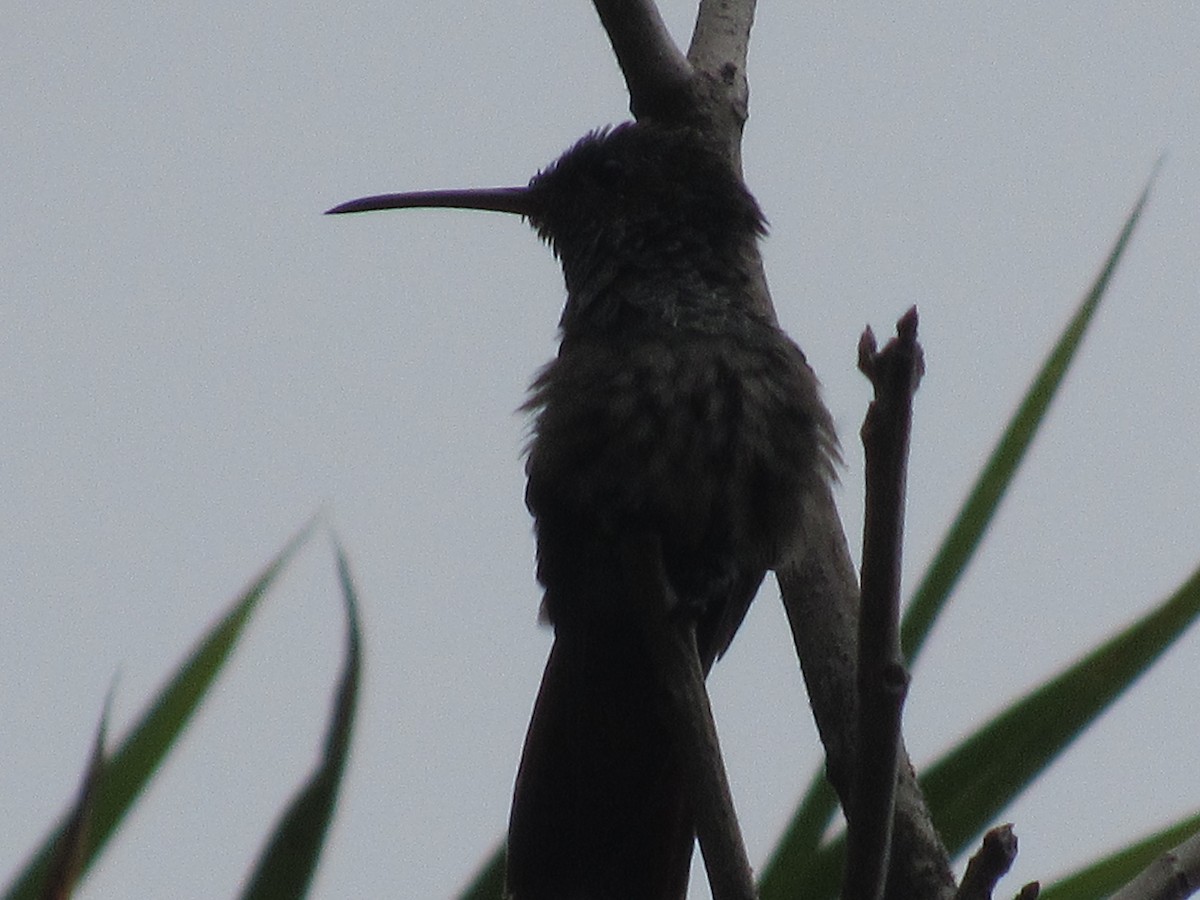 Rufous-tailed Hummingbird - ML616216985