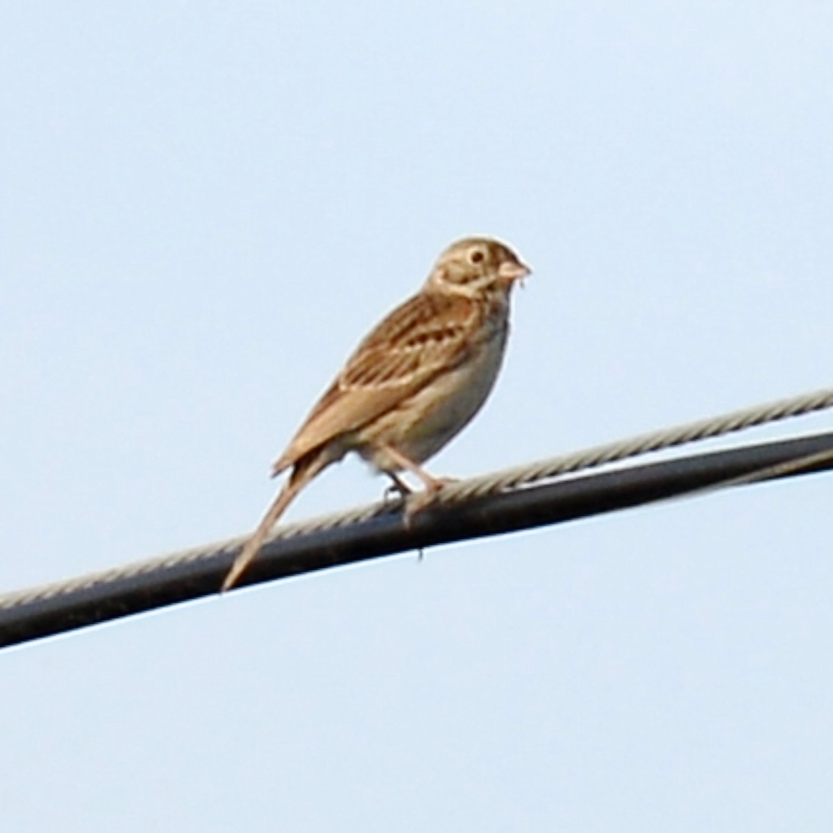 Vesper Sparrow - ML616216987