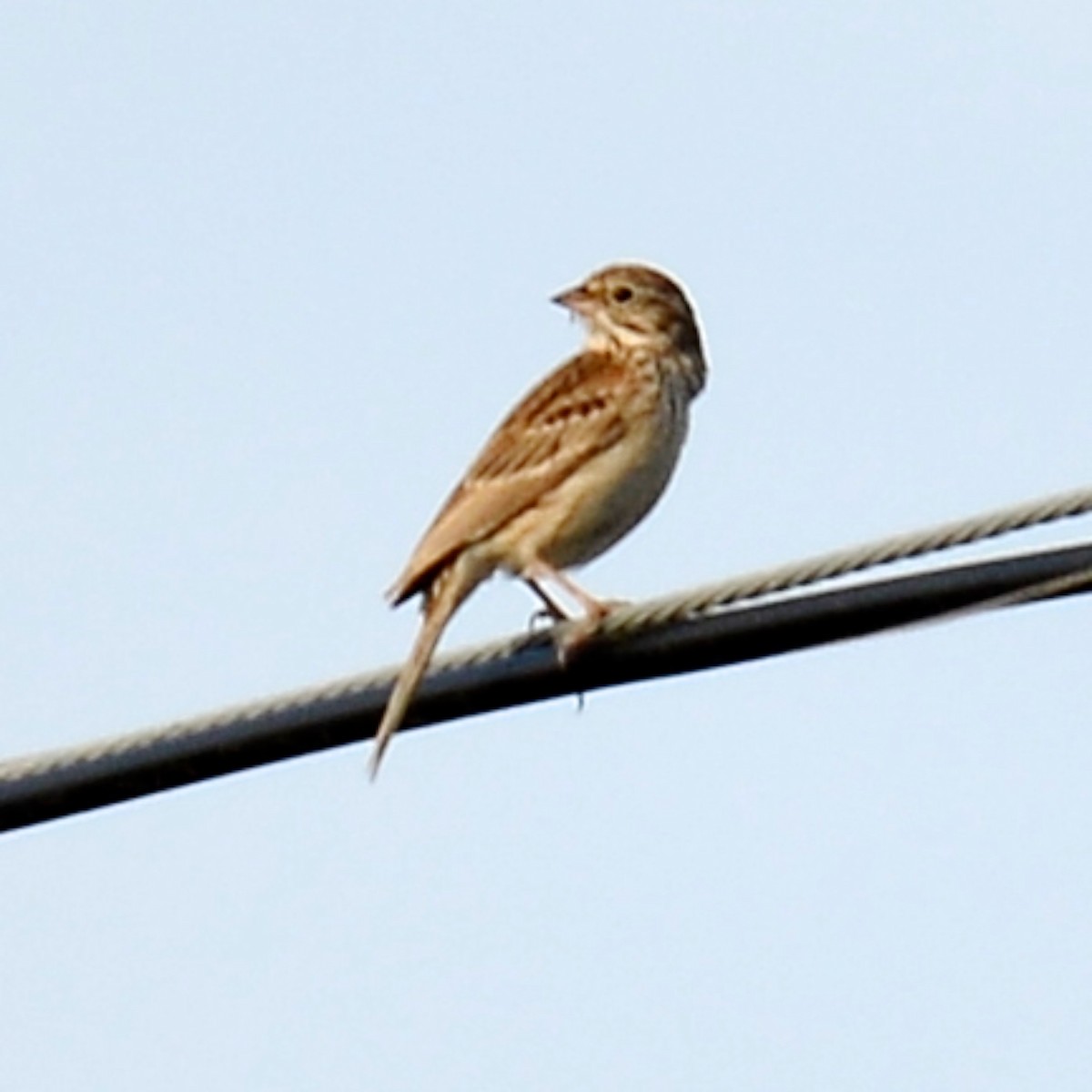 Vesper Sparrow - ML616216989