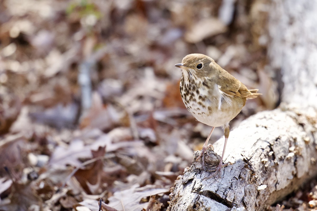 Hermit Thrush - ML616216995