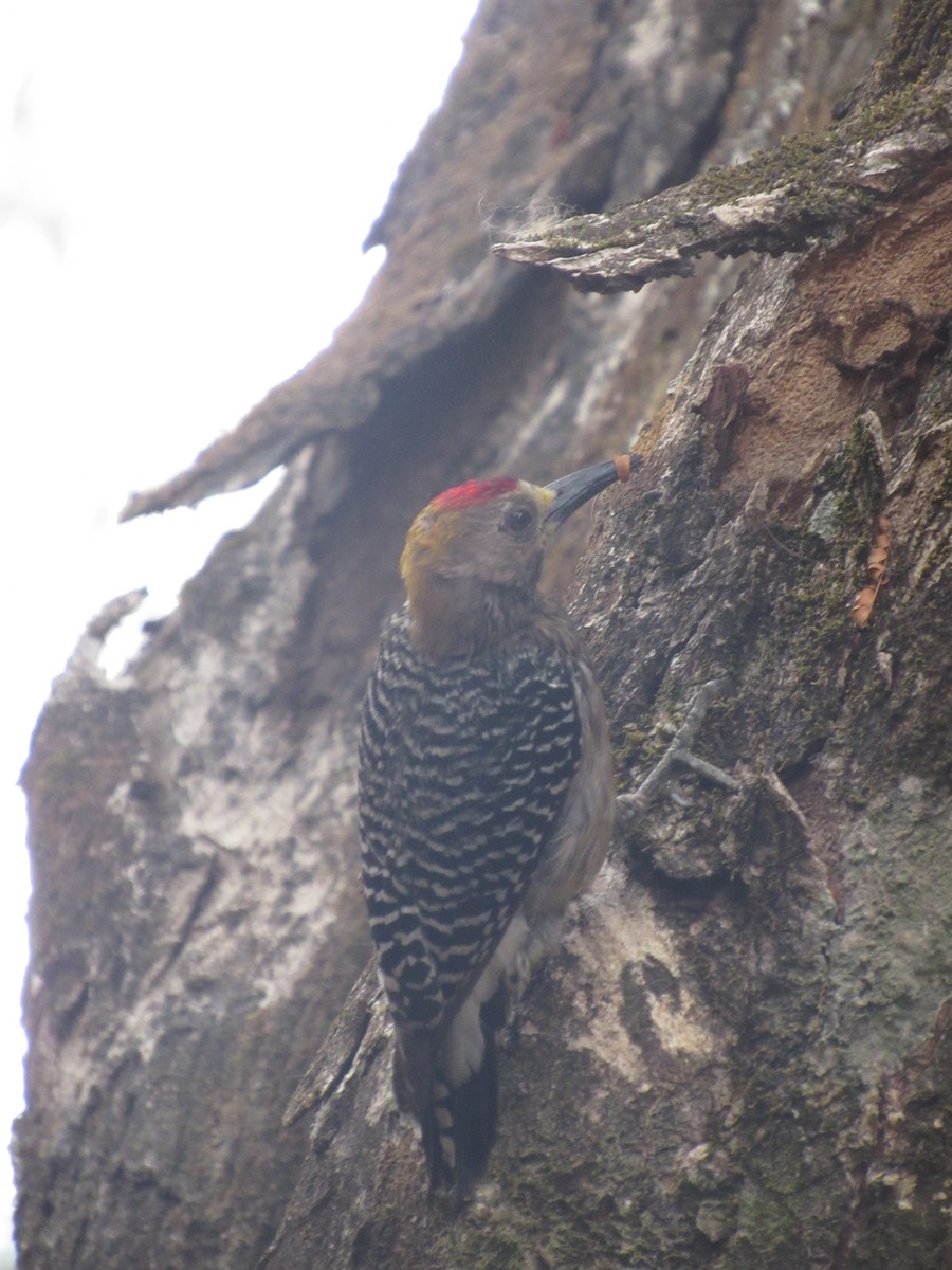Hoffmann's Woodpecker - ML616217018