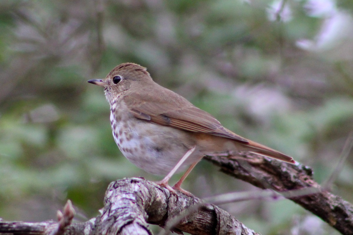 Hermit Thrush - Jason Lenzi