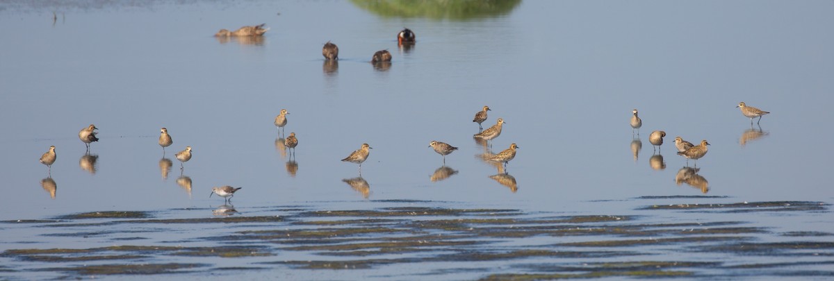 Pacific Golden-Plover - ML616217134