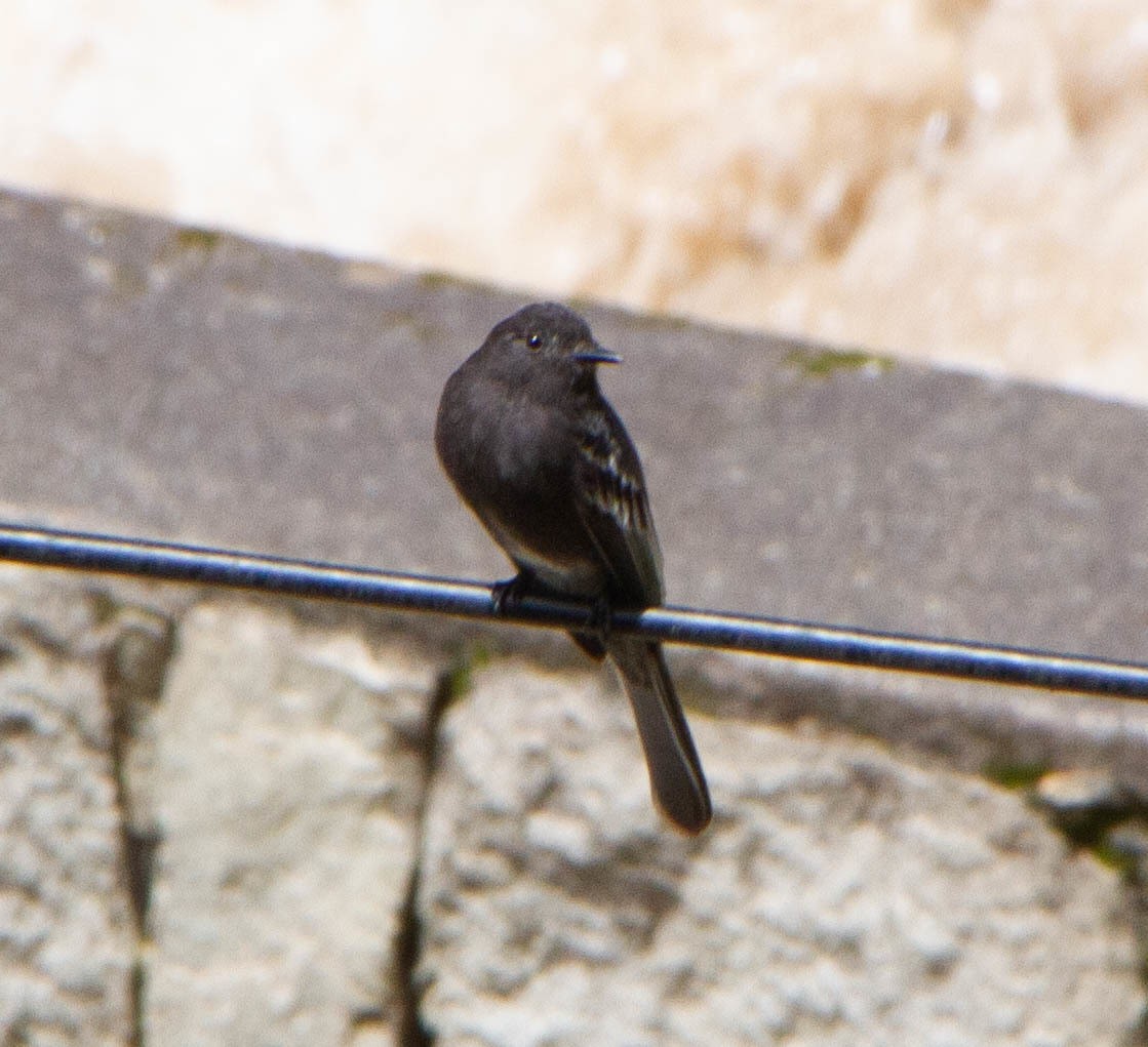 Black Phoebe - ML616217154