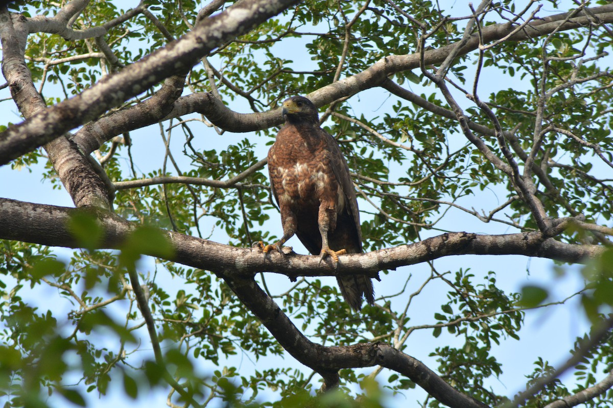 Rufous Crab Hawk - ML616217183