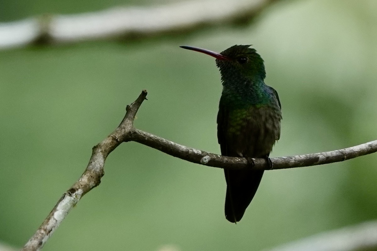 Rufous-tailed Hummingbird - ML616217199